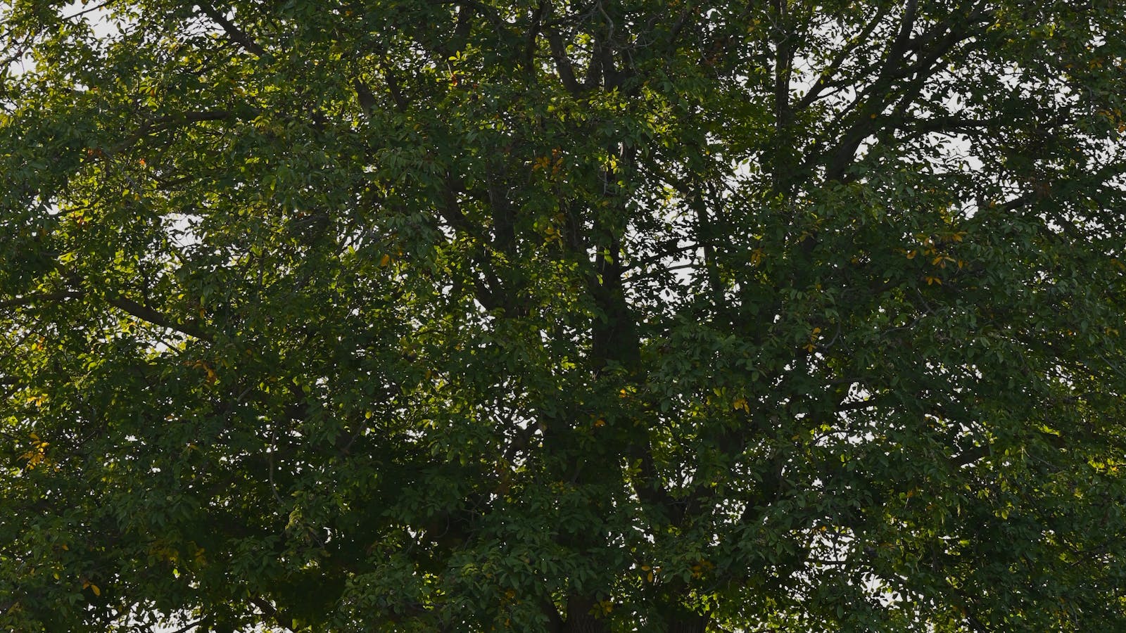 Kids playing outdoors under a large tree during summer